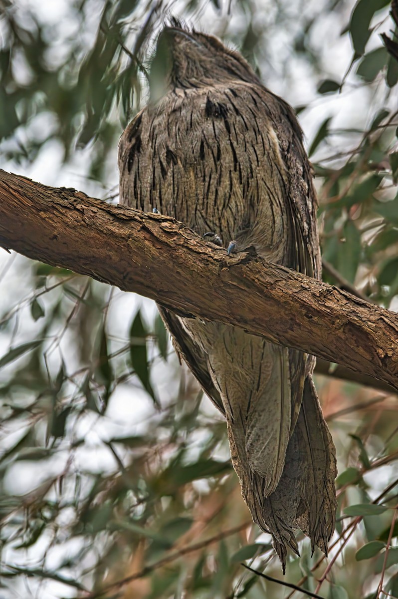 Tawny Frogmouth - ML624533654