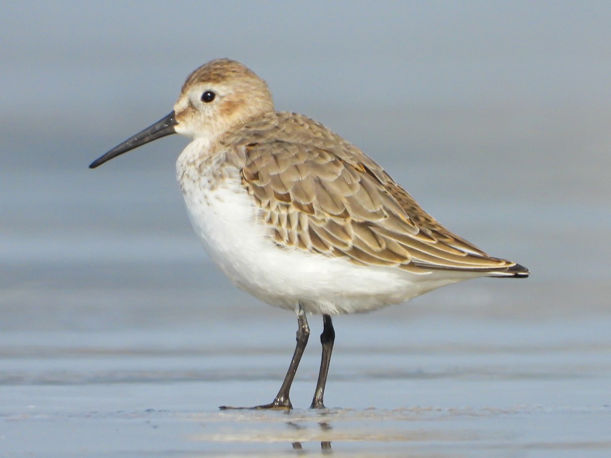 Dunlin - ML624533663