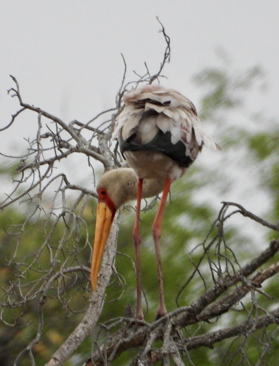 Yellow-billed Stork - ML624533666