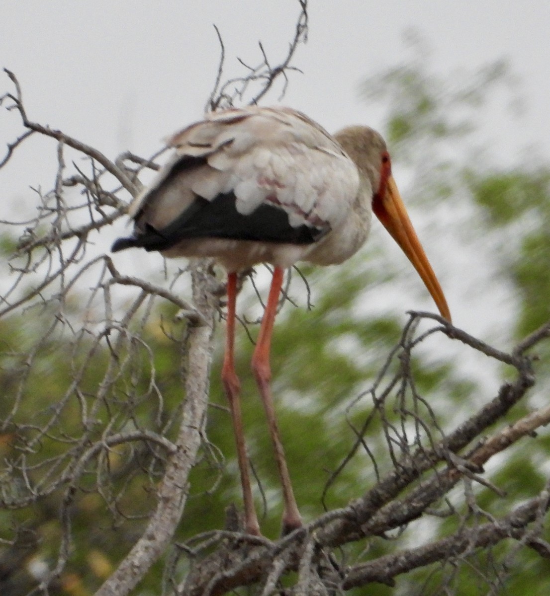 Yellow-billed Stork - ML624533667