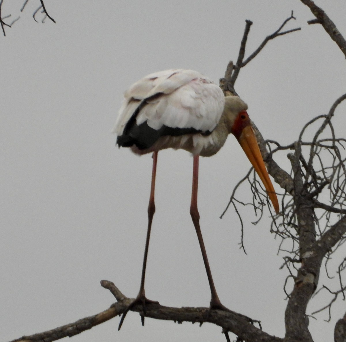 Yellow-billed Stork - ML624533668