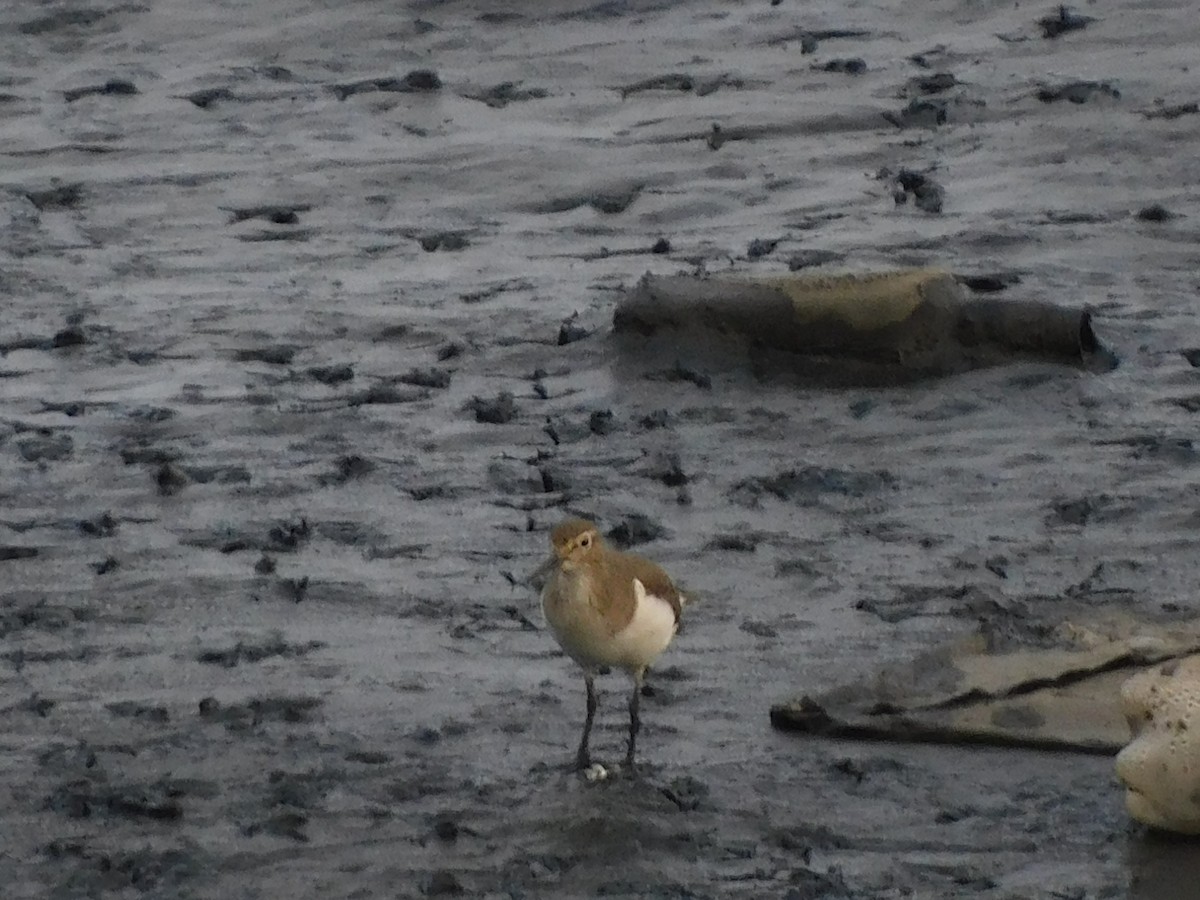 Common Sandpiper - ML624533673