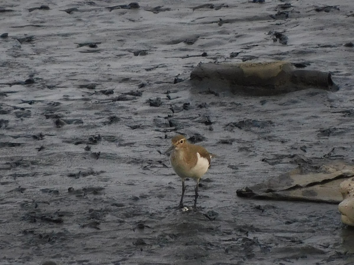 Common Sandpiper - ML624533674