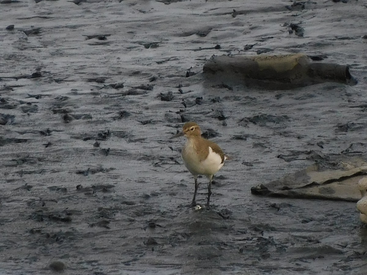 Common Sandpiper - ML624533675