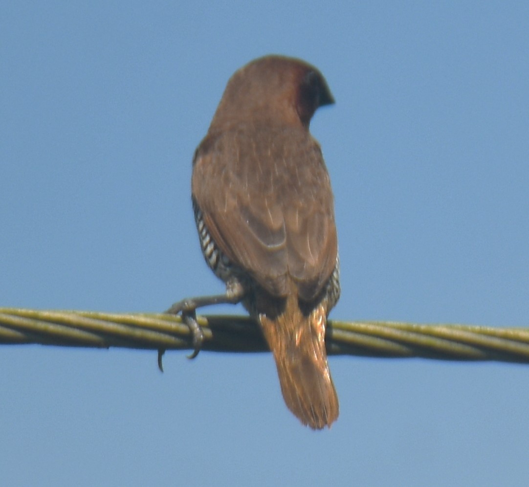 Scaly-breasted Munia - ML624533677