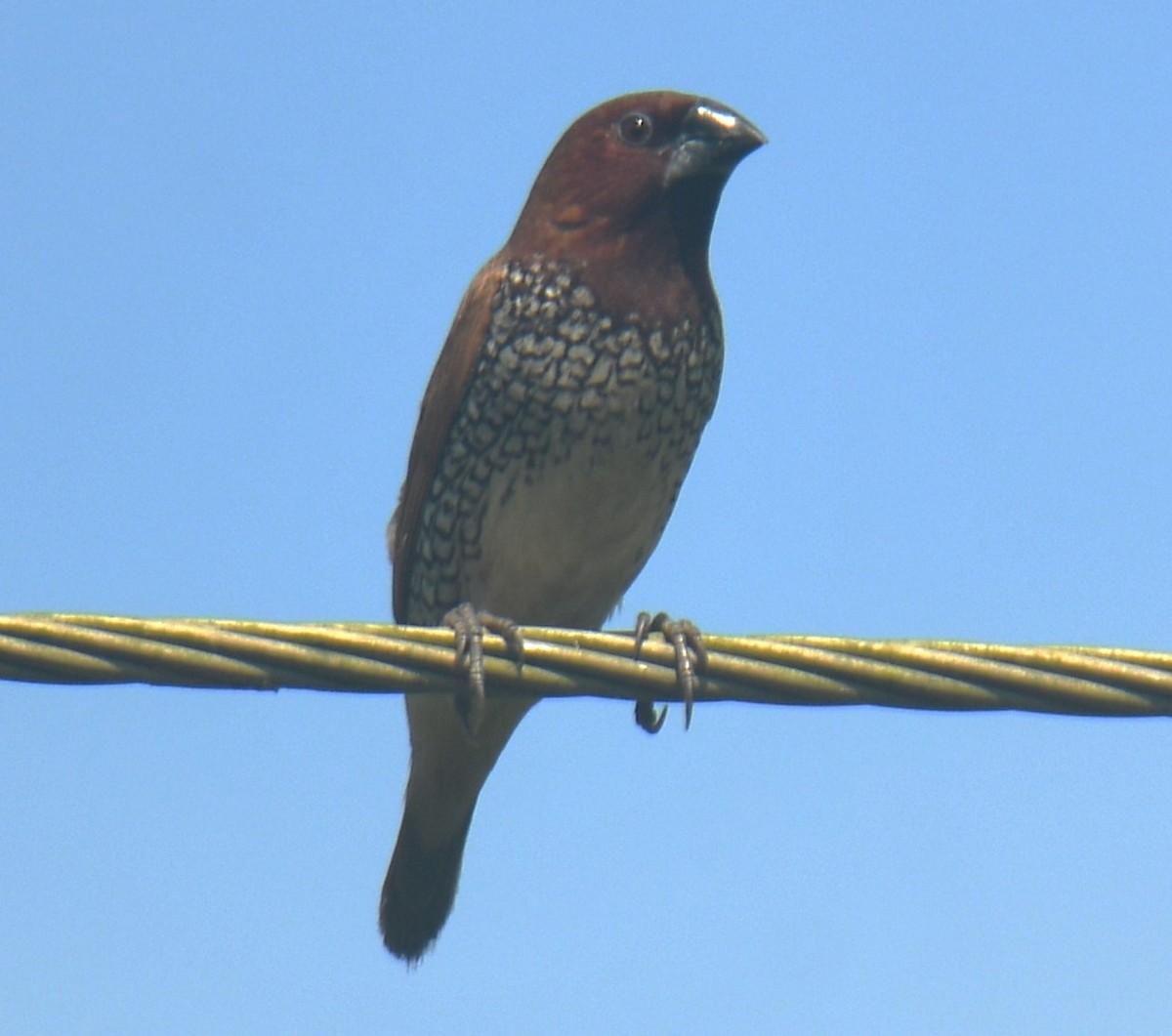 Scaly-breasted Munia - ML624533678