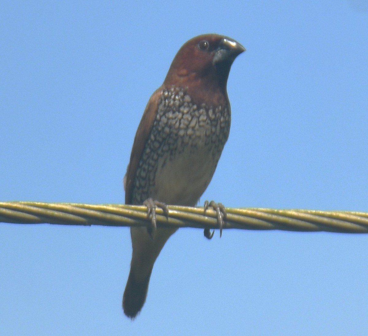 Scaly-breasted Munia - ML624533680