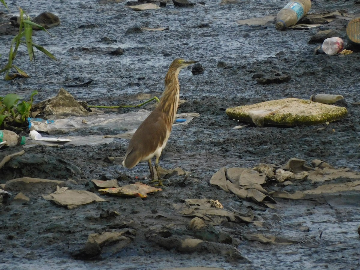 Indian Pond-Heron - ML624533681