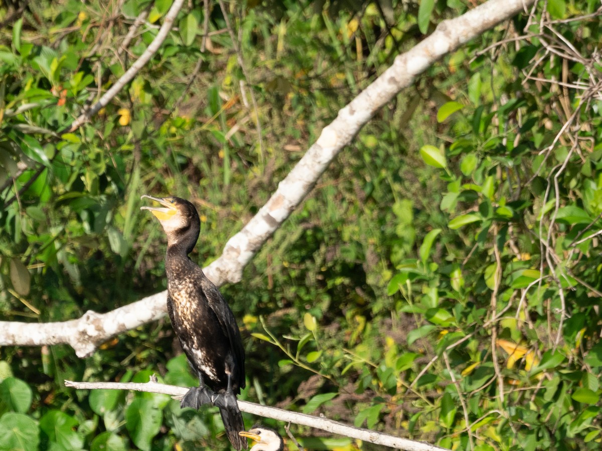 Great Cormorant - Tom Baart