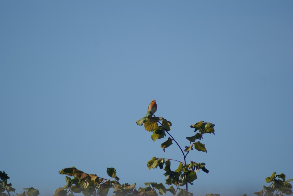 European Robin - ML624533685