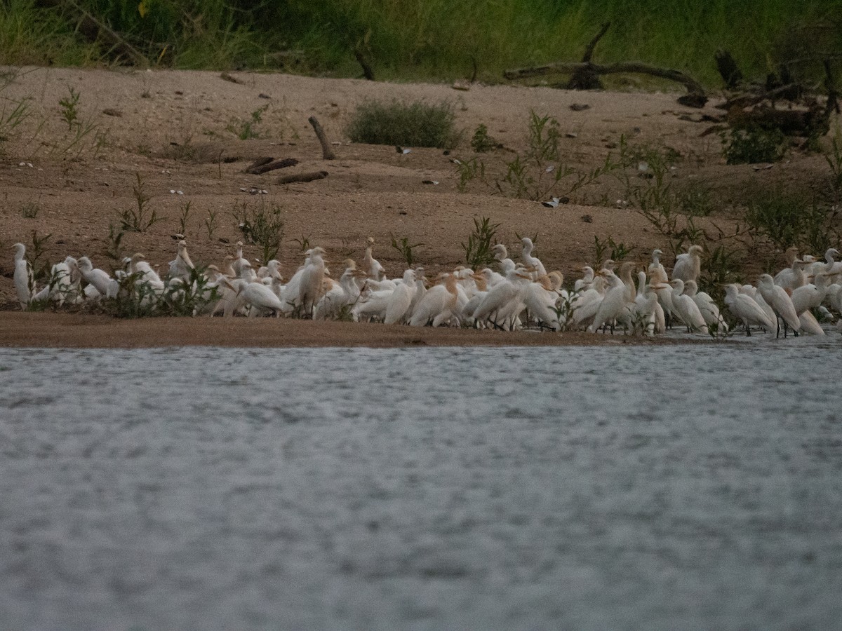 Eastern Cattle Egret - Tom Baart