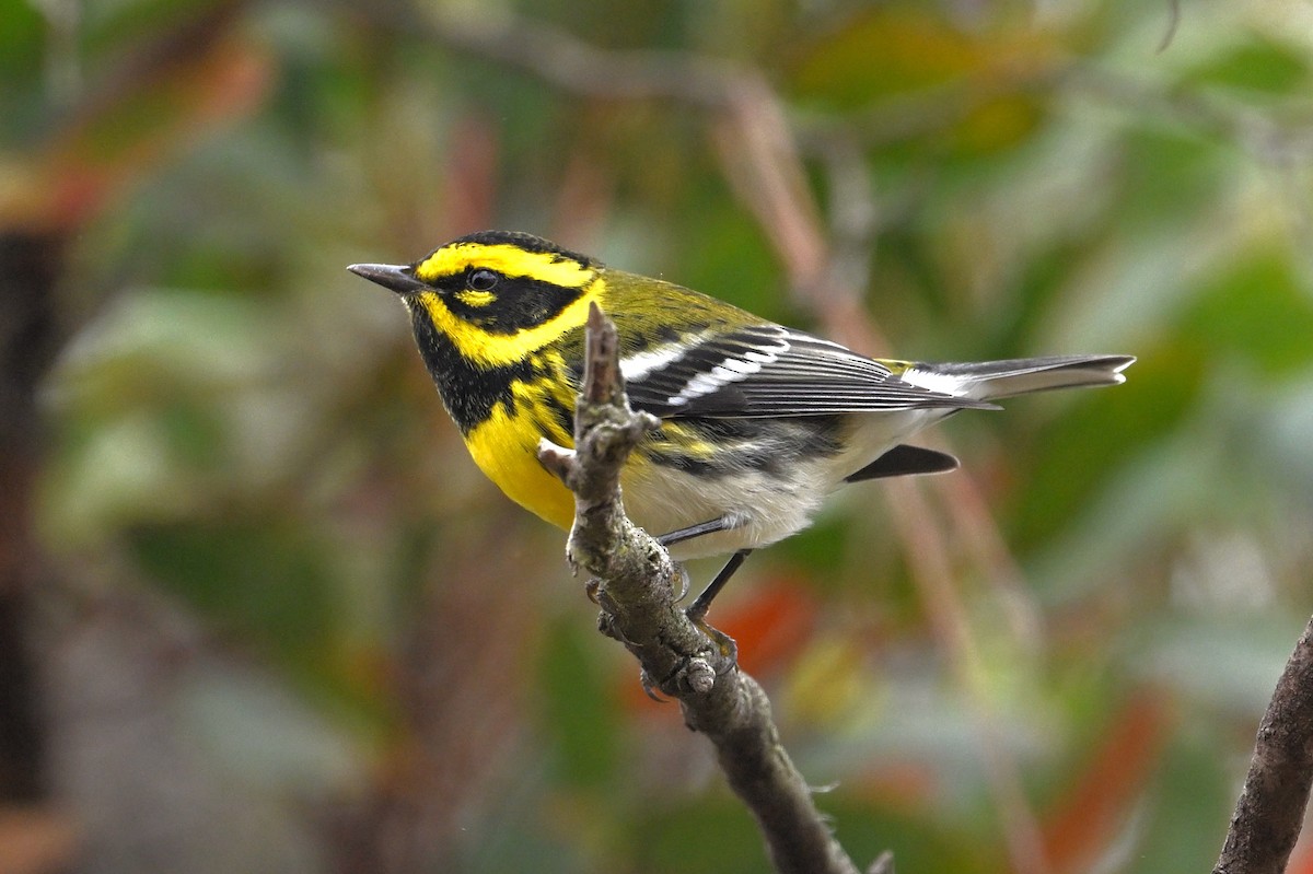 Townsend's Warbler - ML624533692