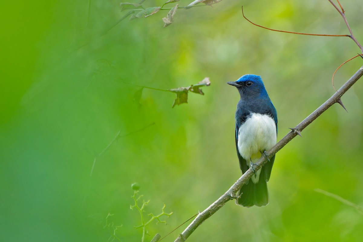 Blue-and-white Flycatcher - ML624533694