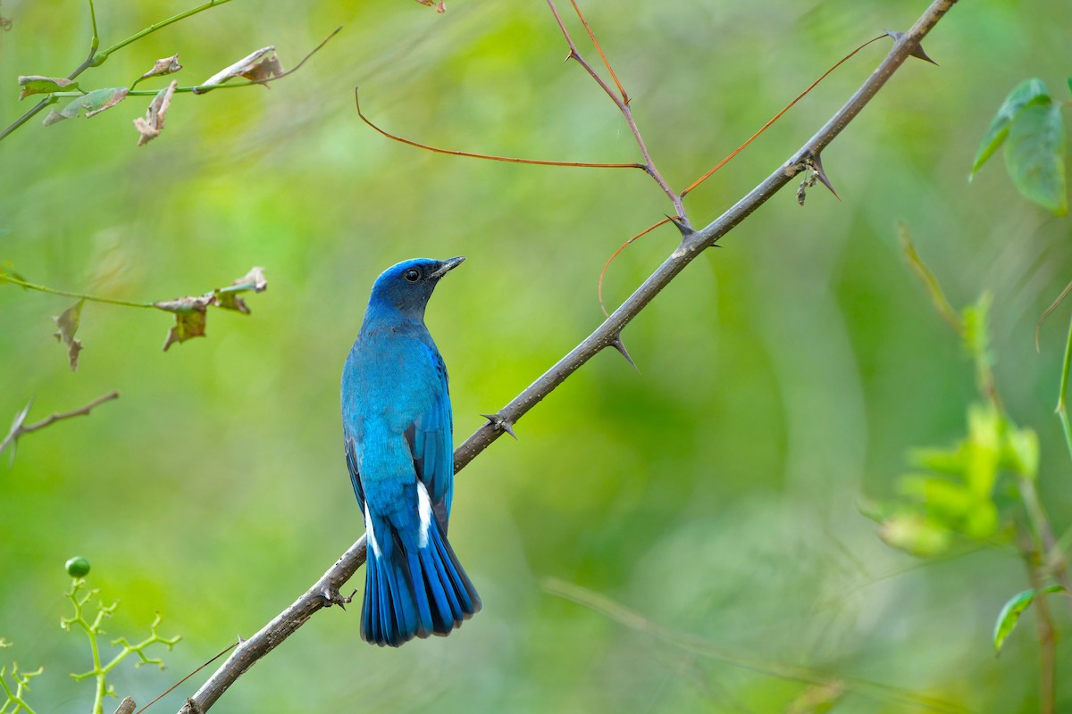 Blue-and-white Flycatcher - ML624533695