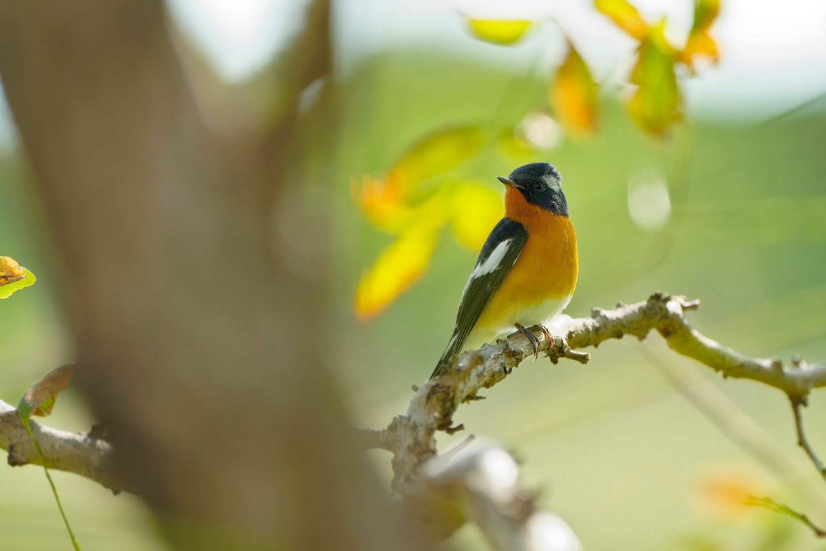 Mugimaki Flycatcher - ML624533697