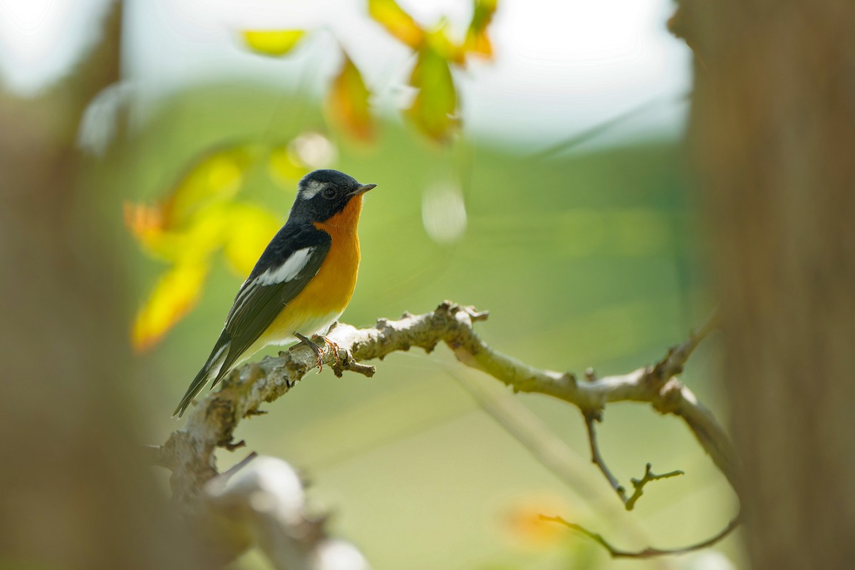 Mugimaki Flycatcher - ML624533698