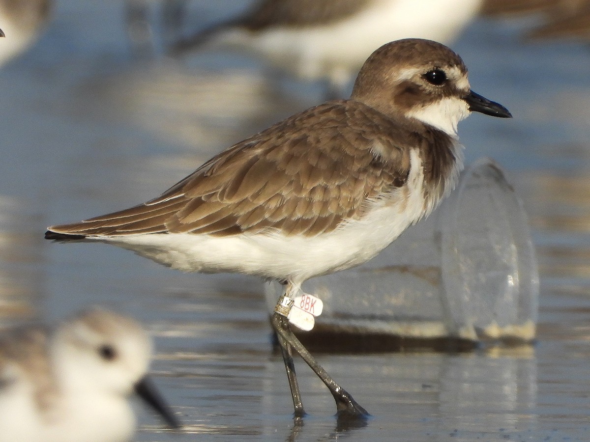 Tibetan Sand-Plover - ML624533699