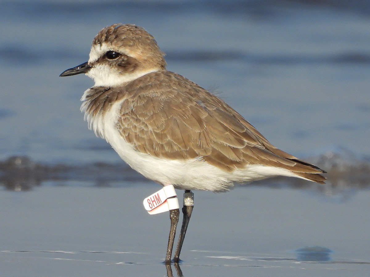 Kentish Plover - ML624533700