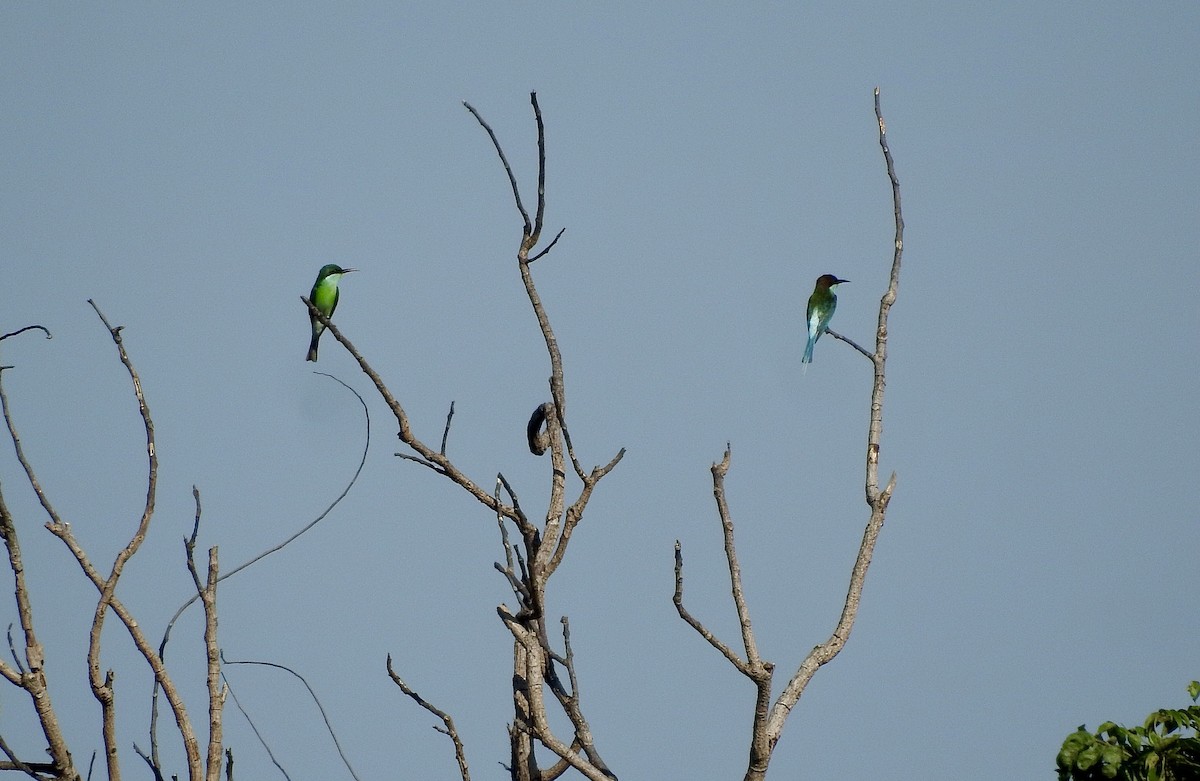 Blue-throated Bee-eater - ML624533701