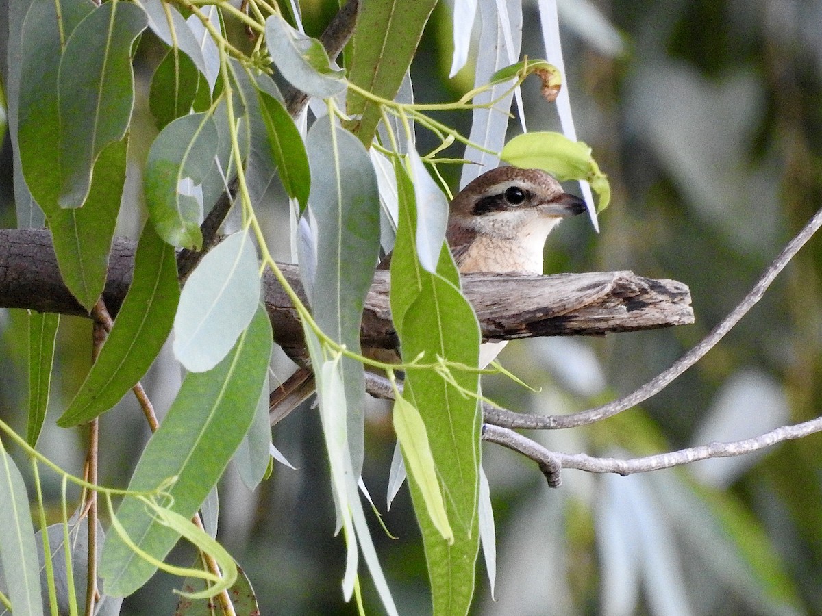 Brown Shrike - ML624533702