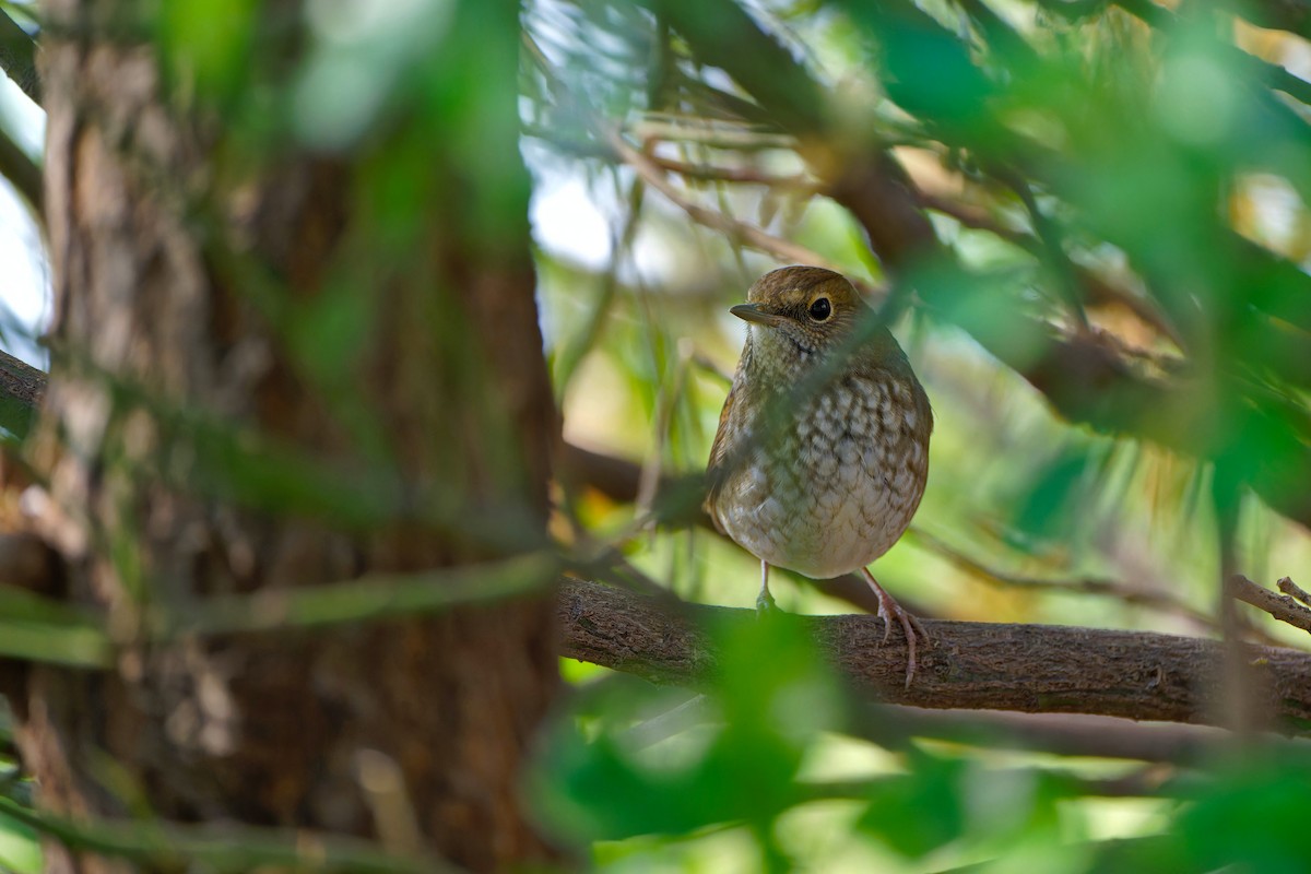 Rufous-tailed Robin - ML624533703