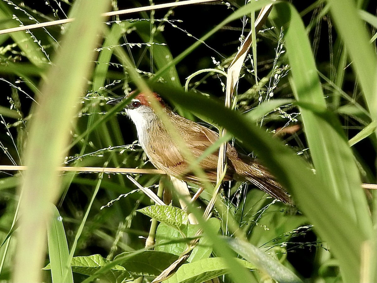 Chestnut-capped Babbler - ML624533707