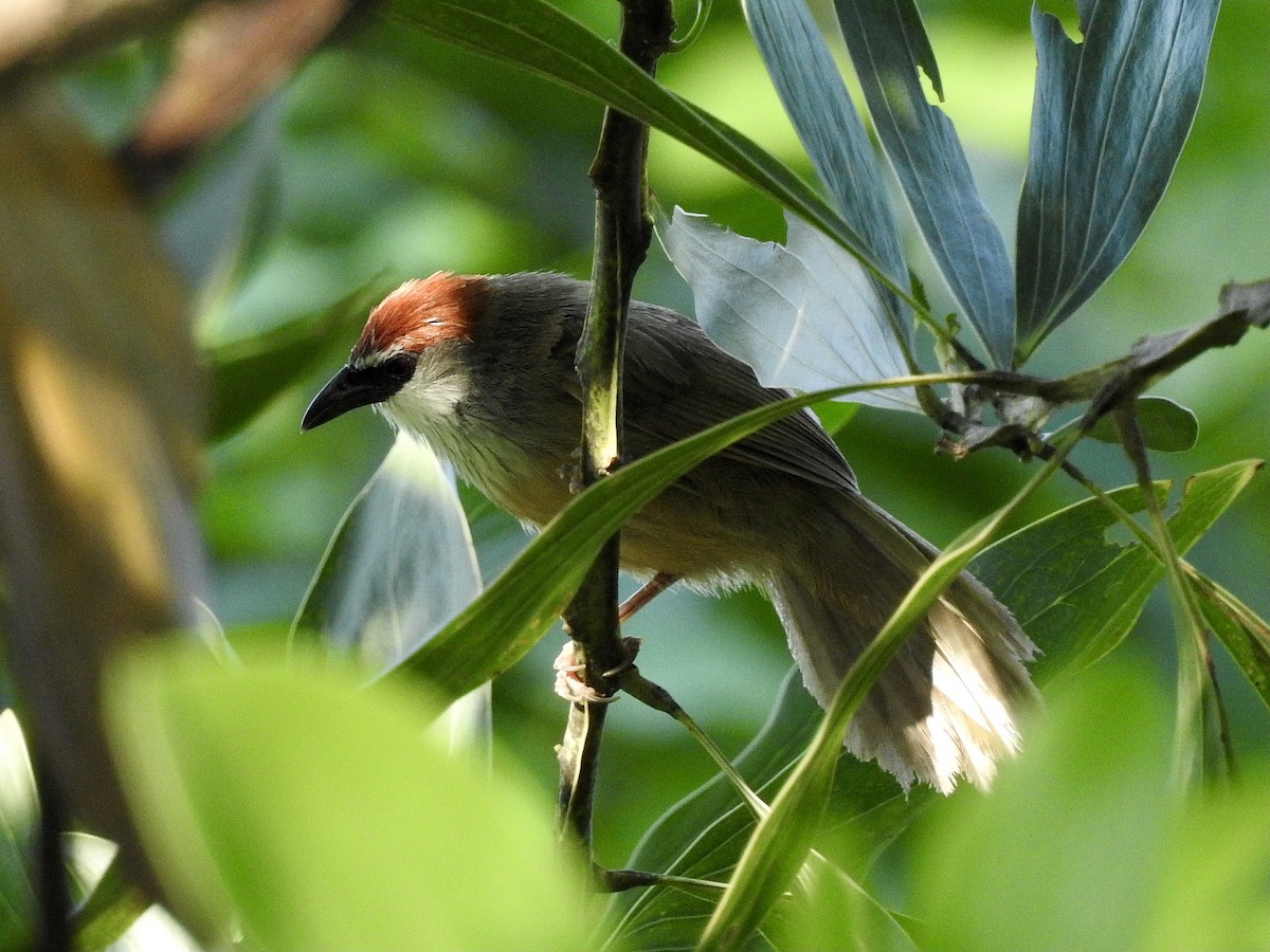 Chestnut-capped Babbler - ML624533708