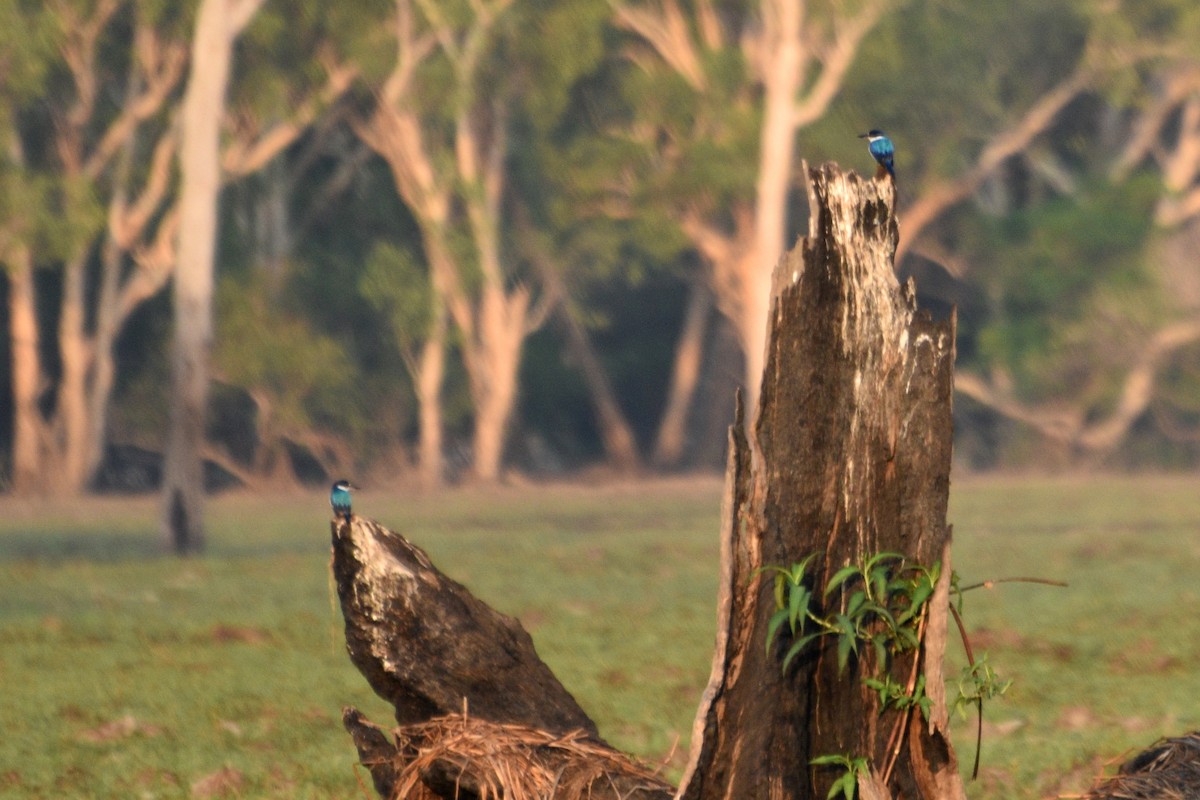 Forest Kingfisher - ML624533718