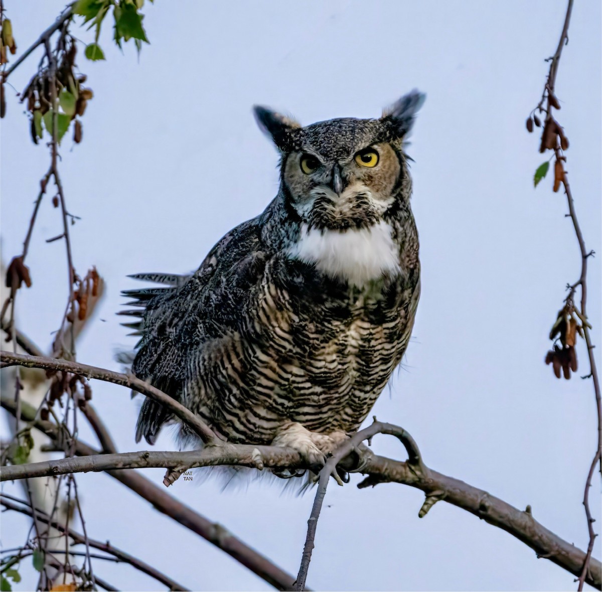 Great Horned Owl - ML624533722