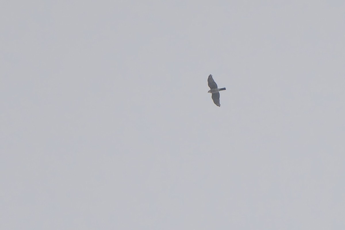 Accipiter sp. - ML624533758