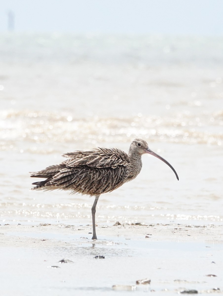 Far Eastern Curlew - Liz Noble