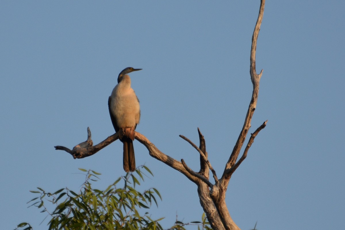 Anhinga Australiana - ML624533774