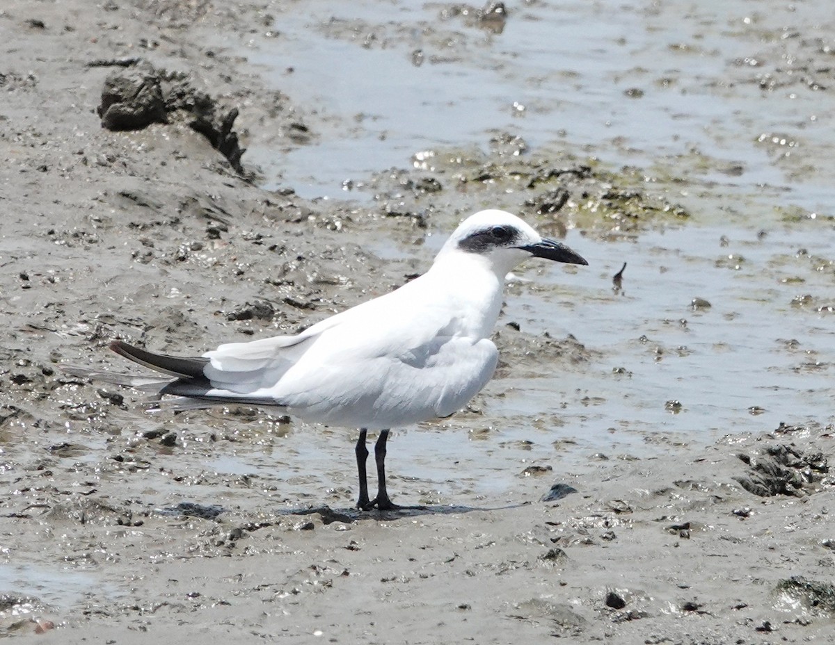 Australian Tern - ML624533775