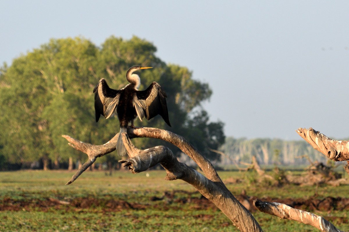 Anhinga Australiana - ML624533776