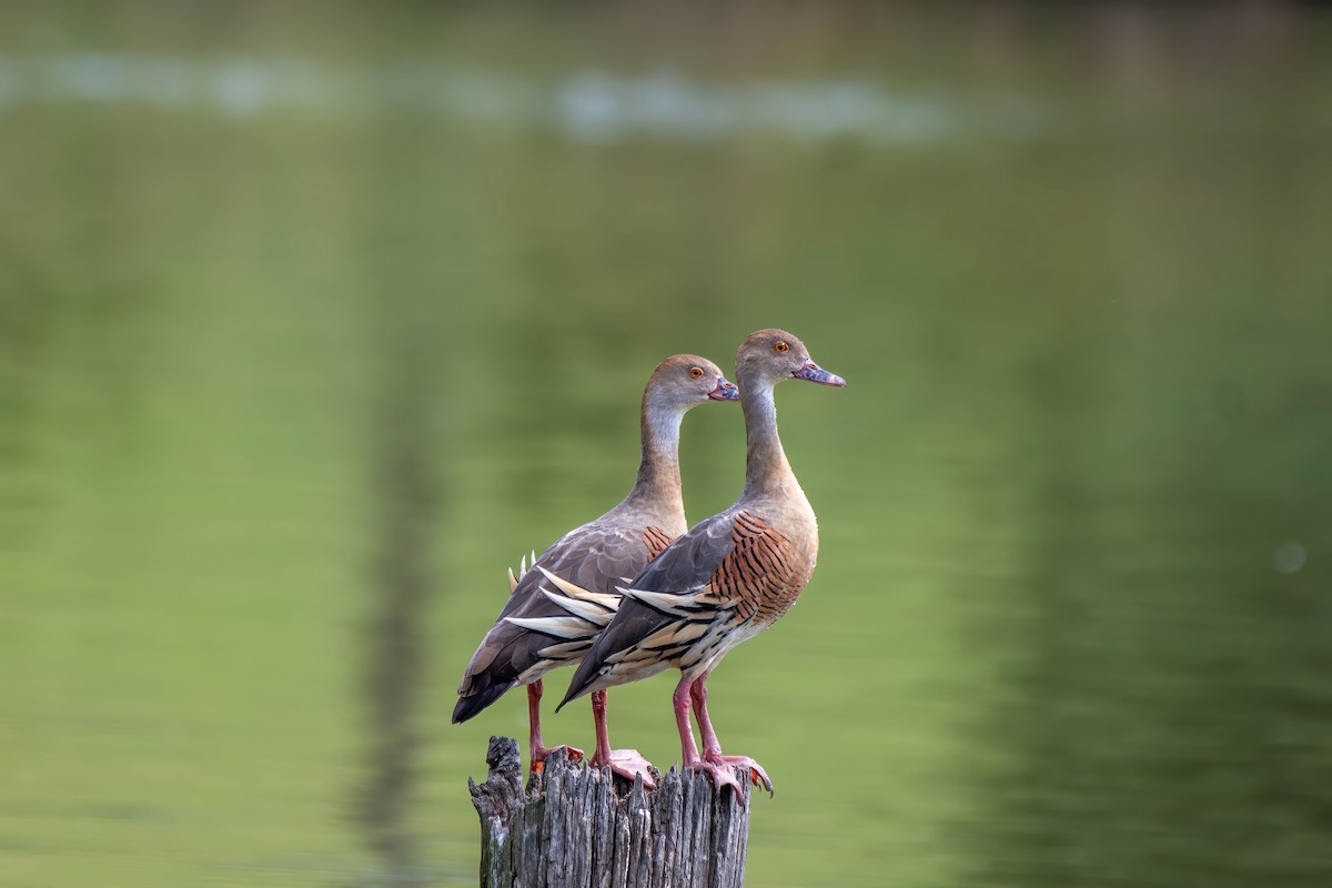 Plumed Whistling-Duck - Gordon Arthur