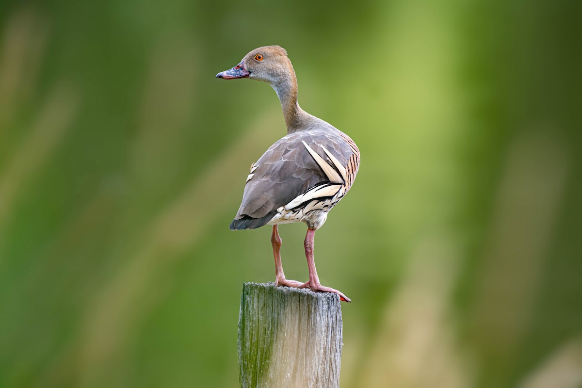 Plumed Whistling-Duck - Gordon Arthur