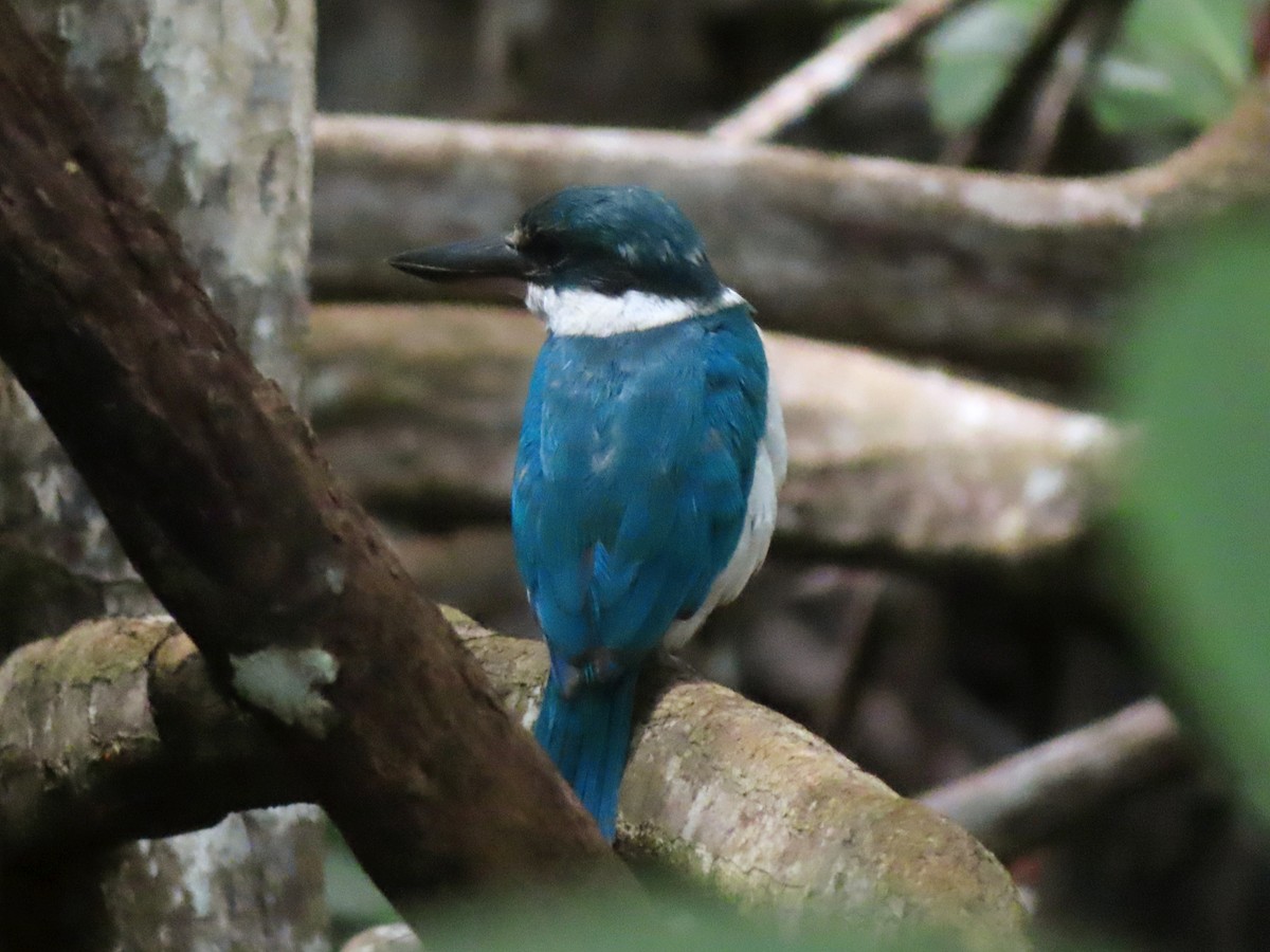 Collared Kingfisher - Kseniia Marianna Prondzynska