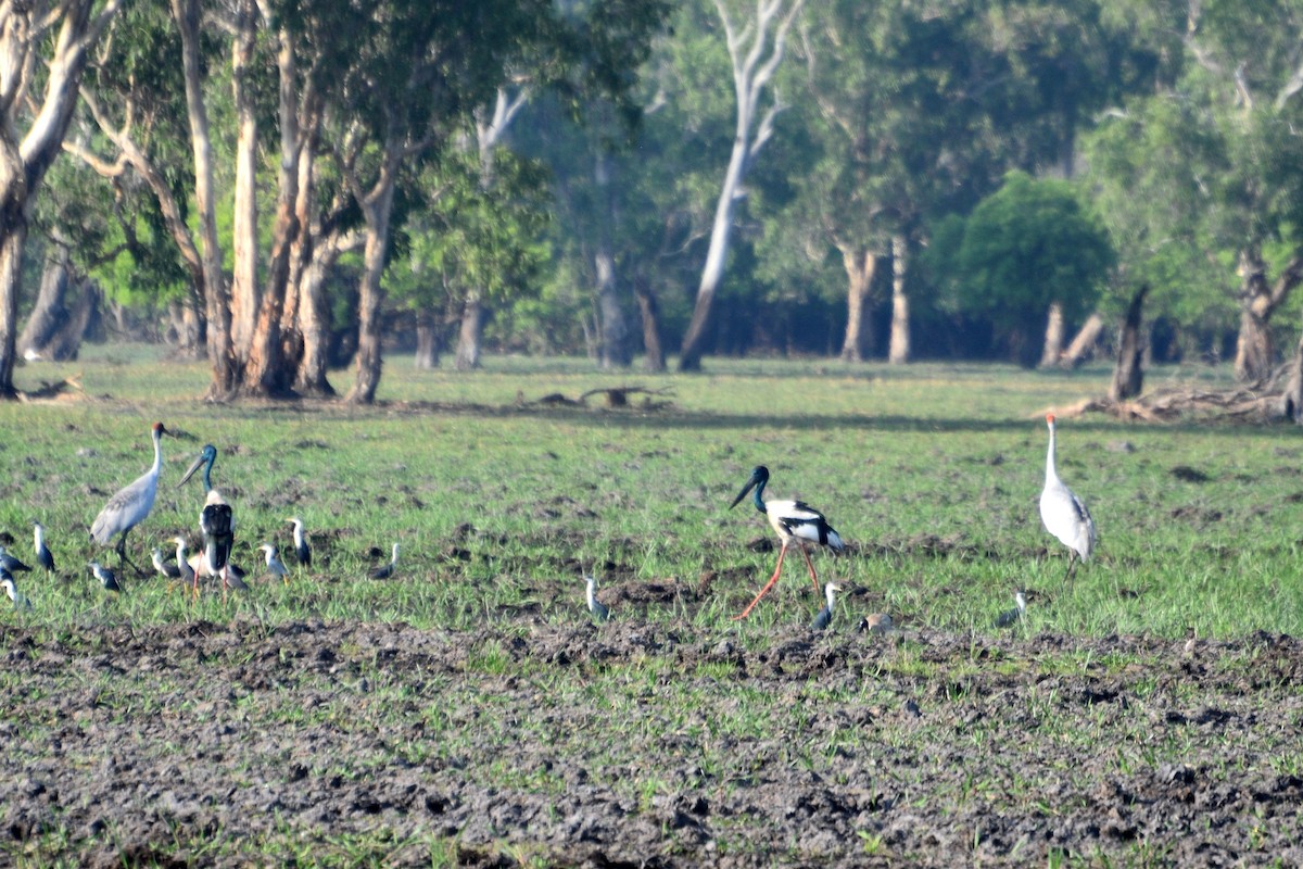 Grulla Brolga - ML624533802