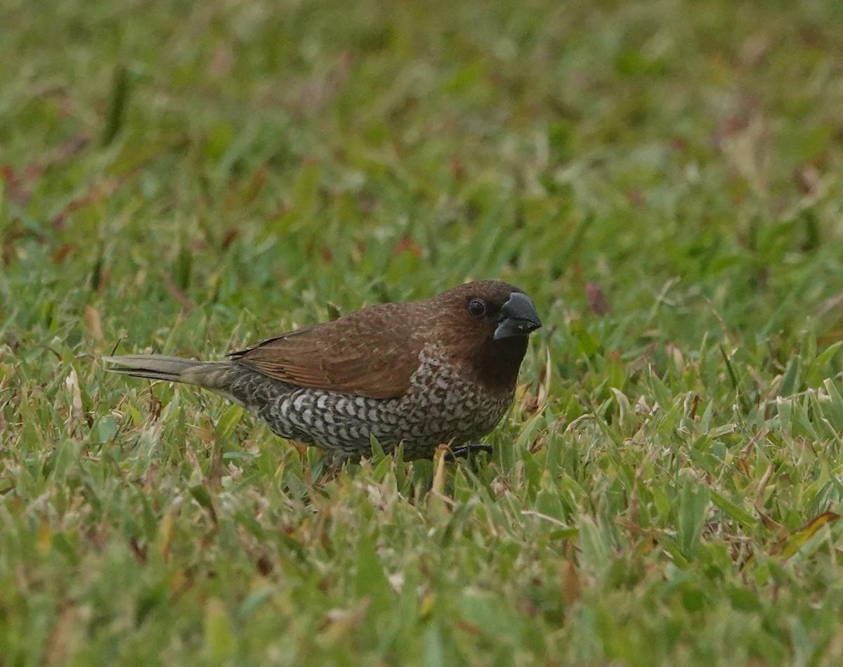 Capuchino Punteado - ML624533803