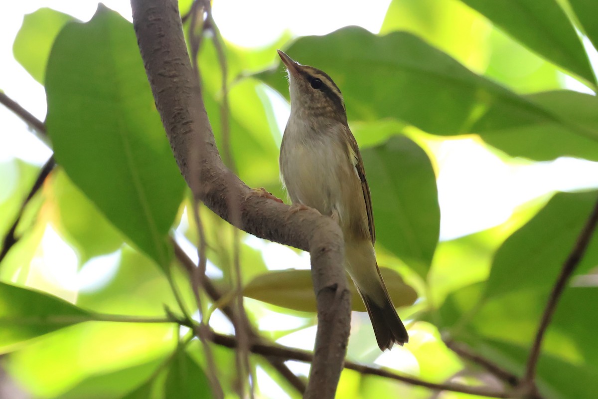 Mosquitero Borealoide - ML624533805