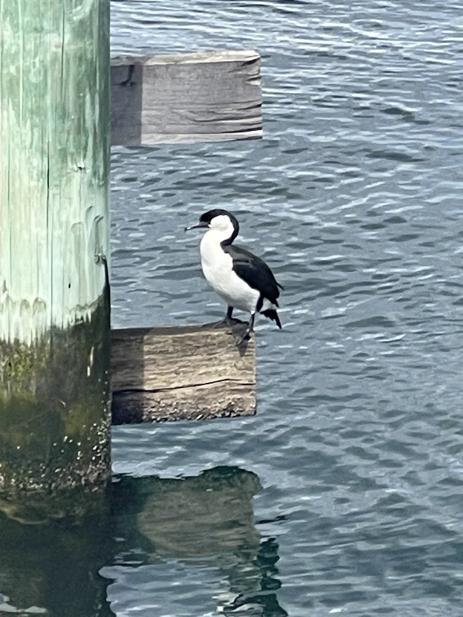 Black-faced Cormorant - ML624533815