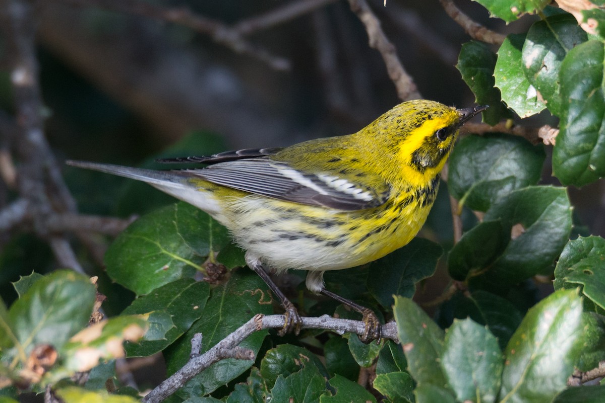 Townsend's Warbler - ML624533816