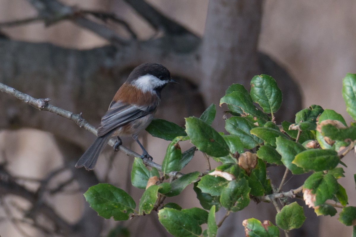 Chestnut-backed Chickadee - ML624533819