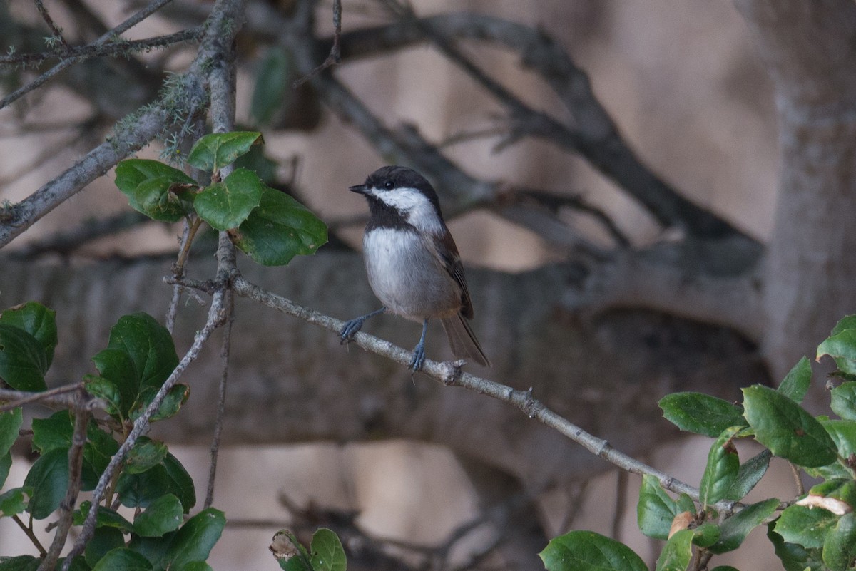 Chestnut-backed Chickadee - ML624533820