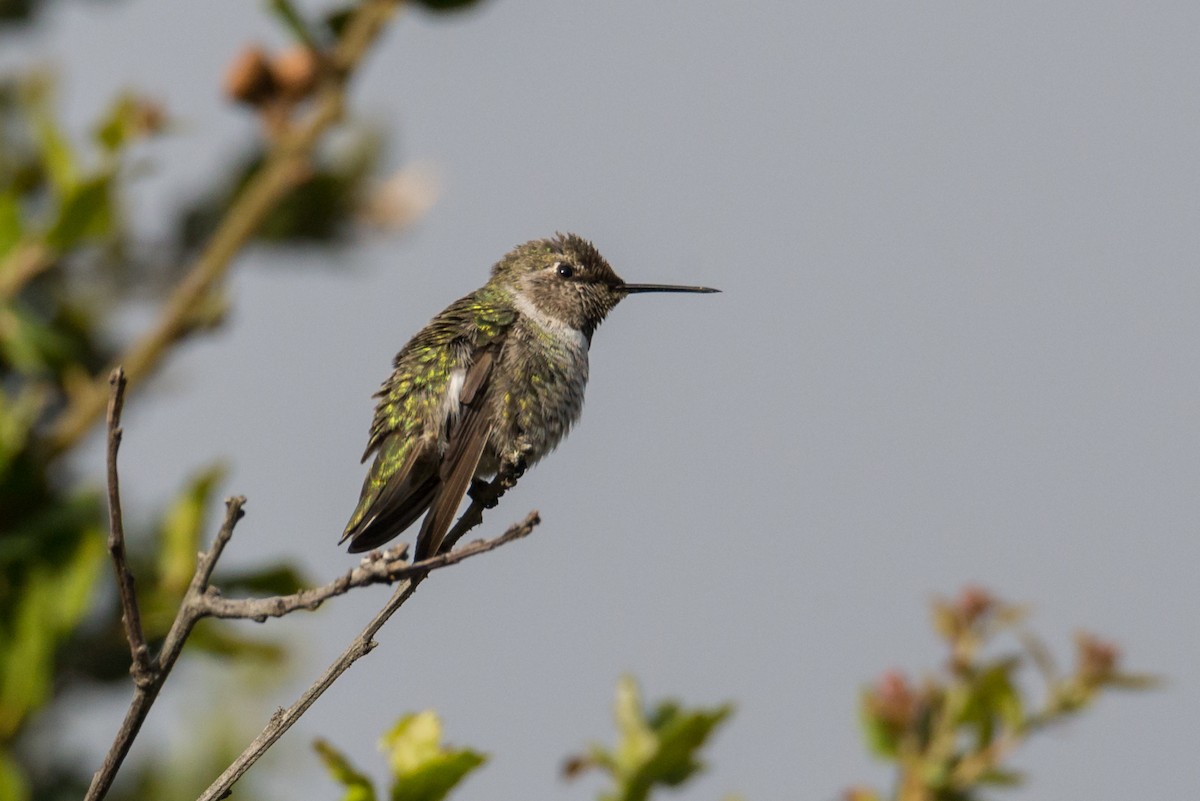 Anna's Hummingbird - ML624533825