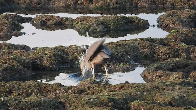Pacific Reef-Heron - ML624533829
