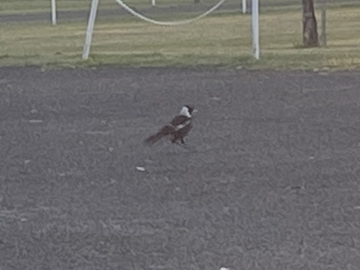 Australian Magpie - Jan S