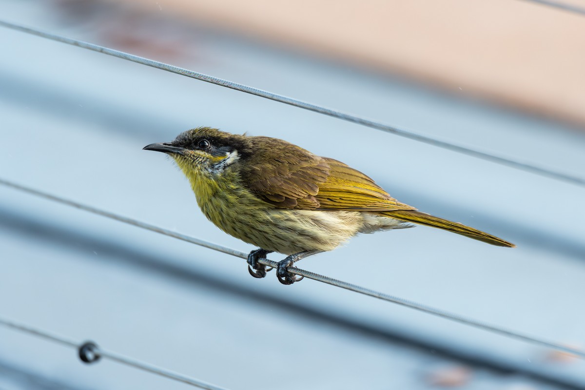 Varied Honeyeater - ML624533889