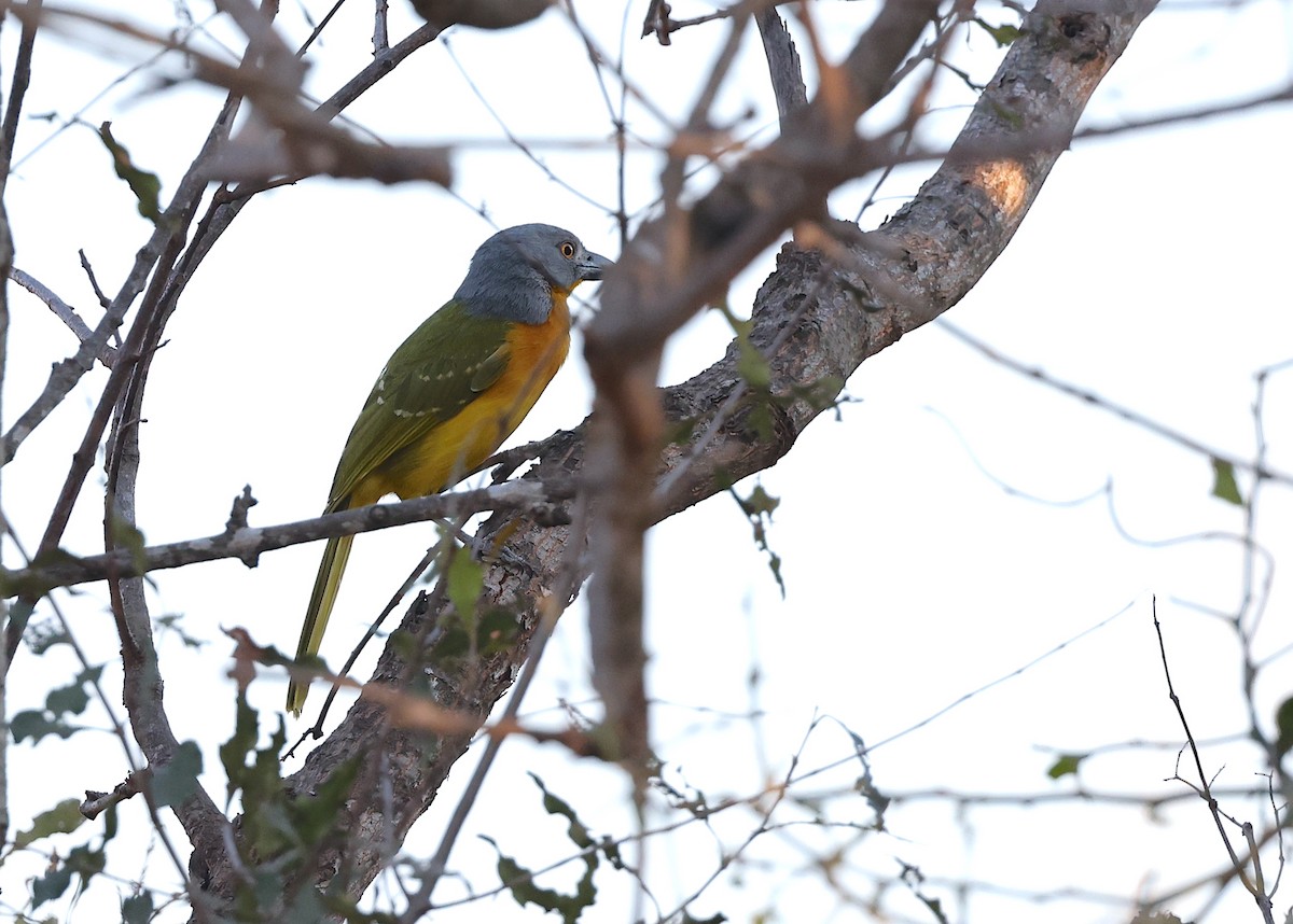 Gray-headed Bushshrike - Mark Whiffin