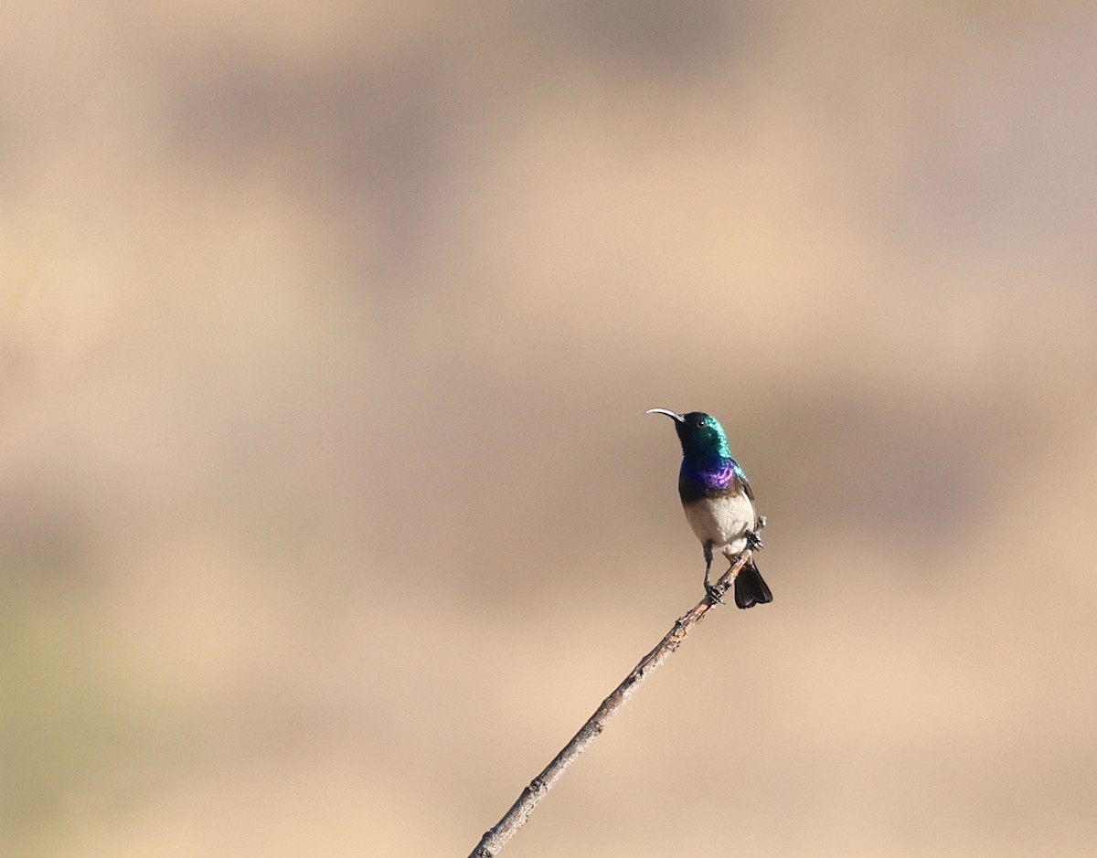 White-breasted Sunbird - ML624533894